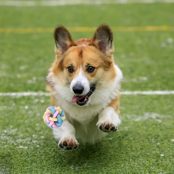 2 st Hundboll Leksak Interaktiv Hundleksaksboll Studsande Gummiboll, Knuten Bettsäker Träningshundboll