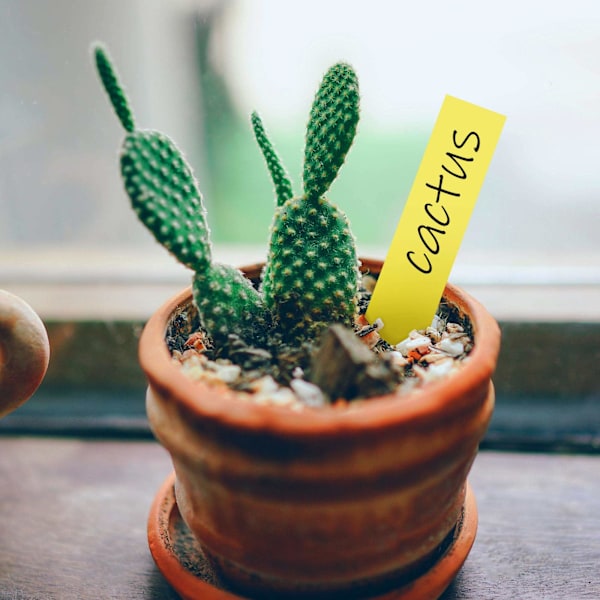 Holdbare plantetiketter / planteskilte 100-pak For Nem og Organiseret Planteidentifikation\" Gul Gul 10x2 cm