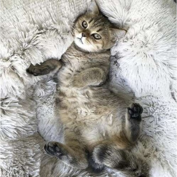 Kattbädd / Hundbädd - Sovplats för katter & hundar Grey grå