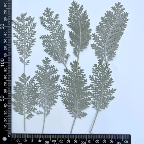 3-10cm/100st, Torrblomma pressade silverfjäderblad, DIY droppande lim mobilskal aromaterapi ljus bokmärke fotoram large size