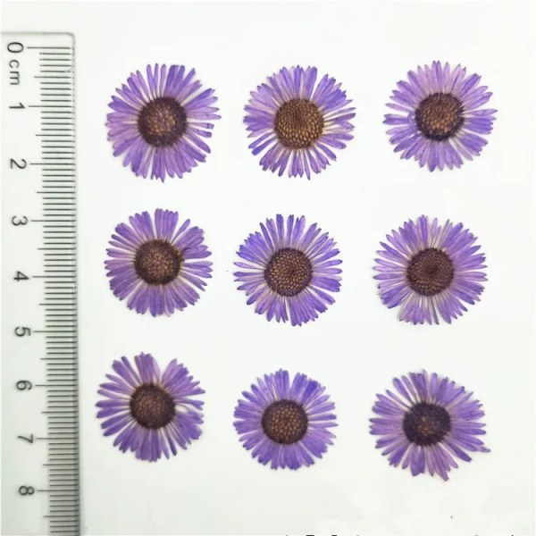 100 st Naturpressad krysantemum torkade blommor Nail art DIY Flora Gel Manikyrklistermärken Festpyssel Bokmärke Present Purple