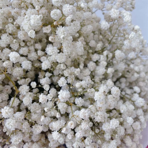 Naturlig färsk Gypsophila Paniculata Torkade konserverade blommor Baby's Breath Blombuketter Present till bröllopsdekoration Heminredning WHITE 80g