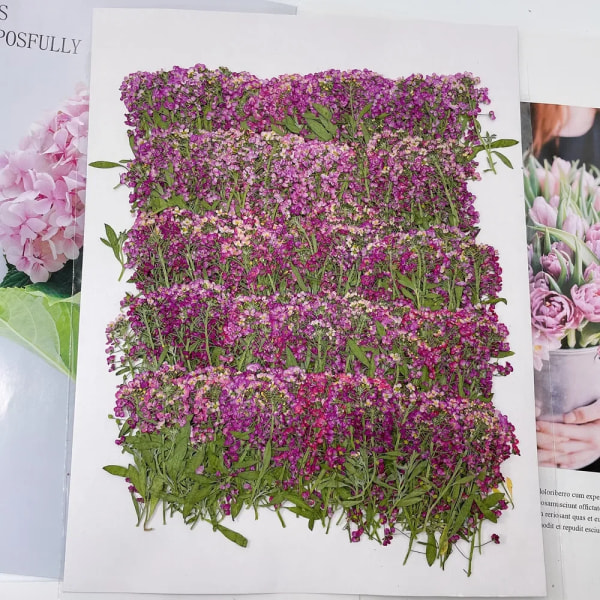 250 st 6-8cm Pressad Torkad Lobularia Maritima Blomsterväxt Herbarium För Smycken Vykort Inbjudningskort Phone case Ljus DIY Dyed Purple