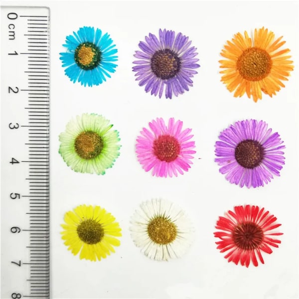 100 st Naturpressad krysantemum torkade blommor Nail art DIY Flora Gel Manikyrklistermärken Festpyssel Bokmärke Present mix color randomised