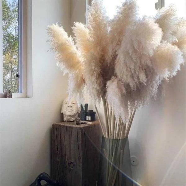 1-1,2 m Super Fluffy Naturlig Torkad Stor Pampagräsbukett, 5 stjälkar Beige Vit Pampagräsdekor, Boho Heminredning för bröllop White 5pcs