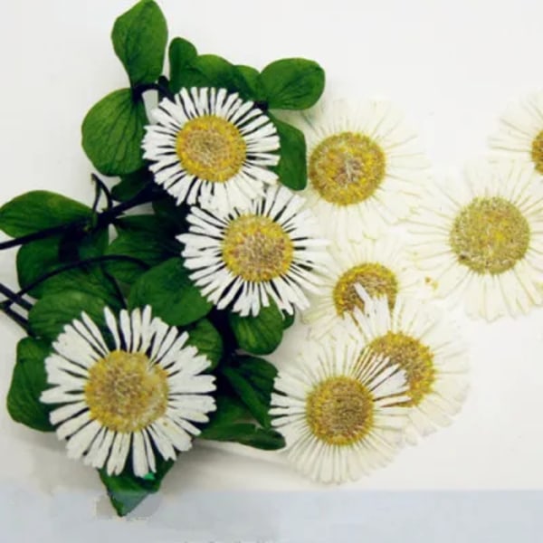 100 st Naturpressad krysantemum torkade blommor Nail art DIY Flora Gel Manikyrklistermärken Festpyssel Bokmärke Present Green