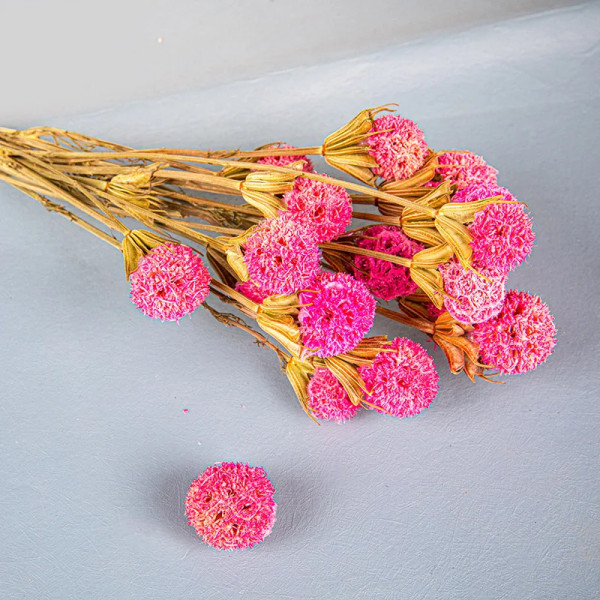 Naturliga torkade blommor Äkta Passepartout Lönn Frukt Torkade växter Gör-det-själv bröllop Blomsterarrangemang Heminredning Fotorekvisita Primary about 20 heads