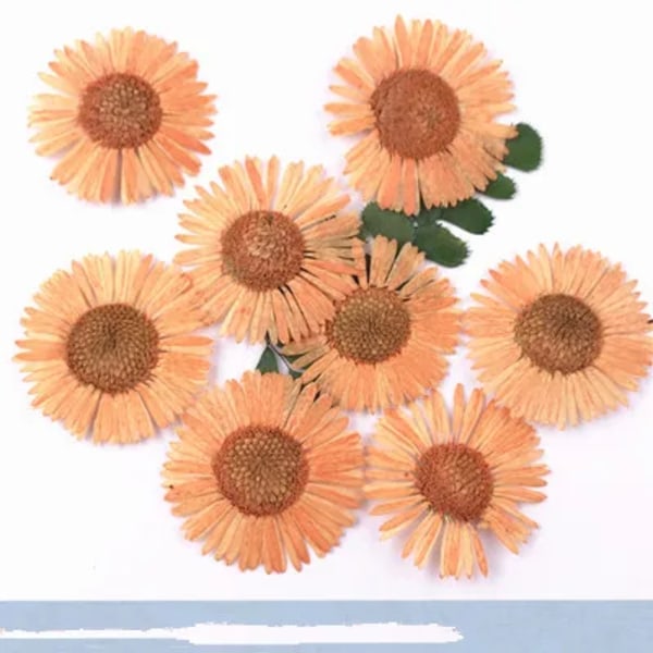 100 st Naturpressad krysantemum torkade blommor Nail art DIY Flora Gel Manikyrklistermärken Festpyssel Bokmärke Present Orange
