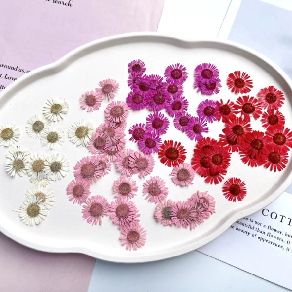 120 st/1,5-2 cm, naturlig nål krysantemum kronblad, pressad blomma DIY droppande lim mobilskal bokmärke fotoram material pink