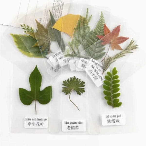 30 st, Naturligt pressade löv med plastförseglade, Äkta evig blomma för DIY Bokmärke Presentkort, växtexemplar Lärande rekvisita mix  random