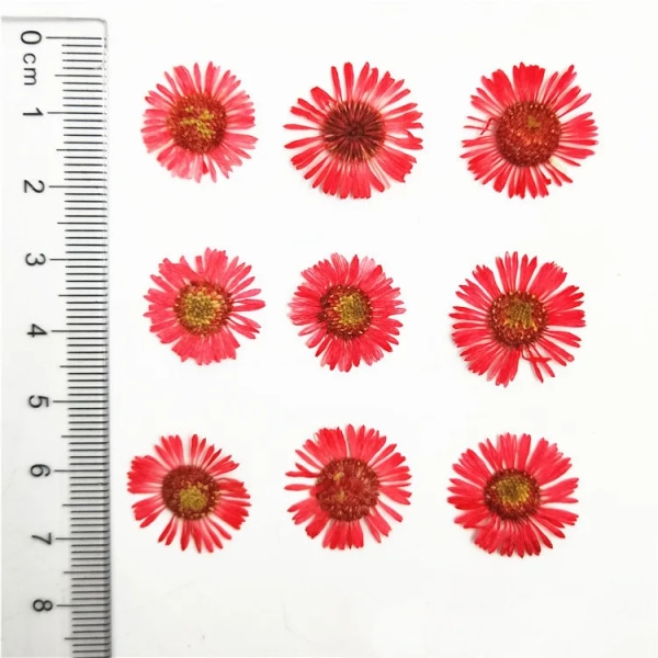 100 st Naturpressad krysantemum torkade blommor Nail art DIY Flora Gel Manikyrklistermärken Festpyssel Bokmärke Present Red