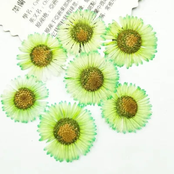 100 st Naturpressad krysantemum torkade blommor Nail art DIY Flora Gel Manikyrklistermärken Festpyssel Bokmärke Present Yellow