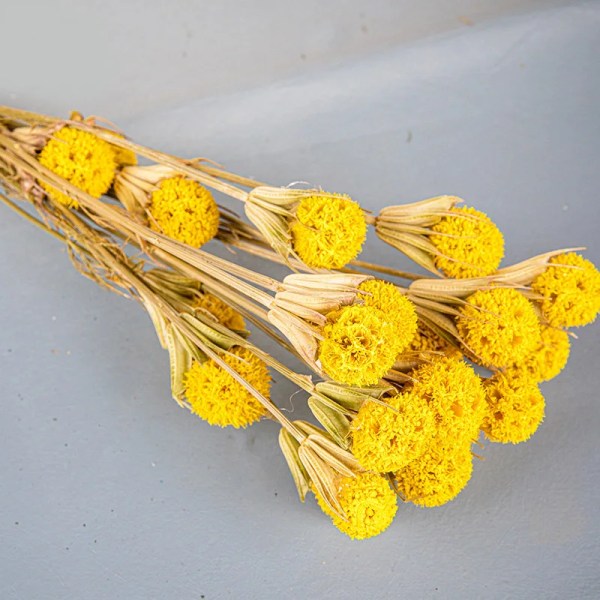 Naturliga torkade blommor Äkta Passepartout Lönn Frukt Torkade växter Gör-det-själv bröllop Blomsterarrangemang Heminredning Fotorekvisita Tiffany about 20 heads