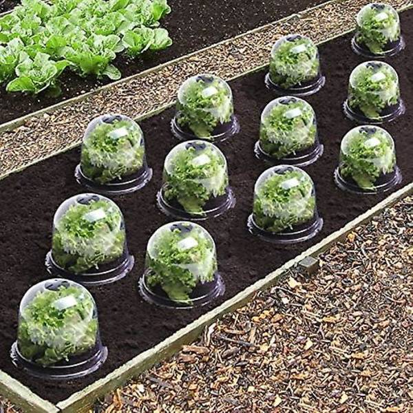 Salad Bell X5 Växthus för Växter