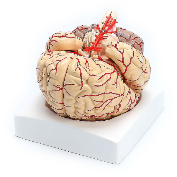 1: 1 Naturlig størrelse menneskelig anatomisk hjerne Pro Dissection Organ Undervisningsmodel (Fotofarve)
