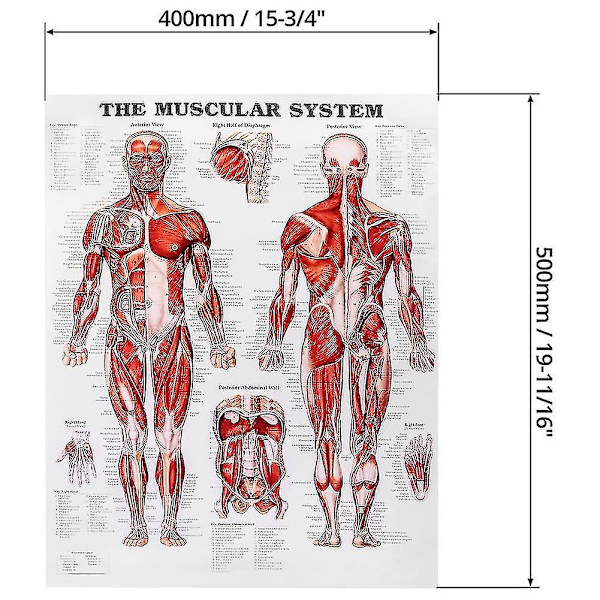 Aivojen anatomiajuliste, 2 pakkausta laminoitua ihmisaivojen kaaviota, lihaksia