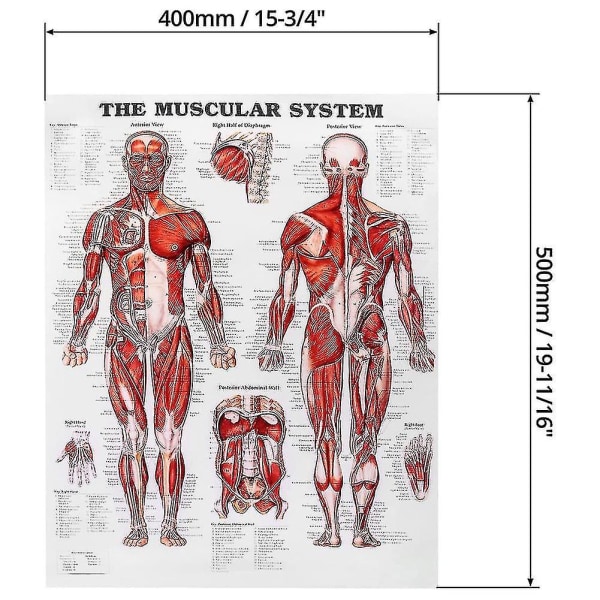 Hjerneanatomi-plakat, 2-pak laminert humant hjernediagram, muskel