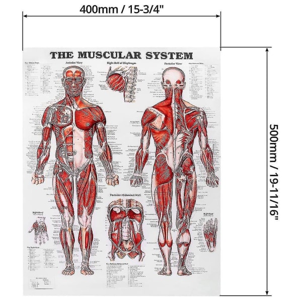 Hjerneanatomi-plakat, 2-pak laminert humant hjernediagram, muskel