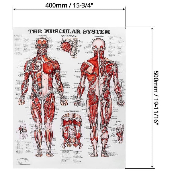Hjernens anatomi-plakat, 2-pakke laminert menneskelig hjernediagram, muskel