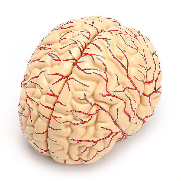 1: 1 Naturlig størrelse menneskelig anatomisk hjerne Pro Dissection Organ Undervisningsmodel (Fotofarve)
