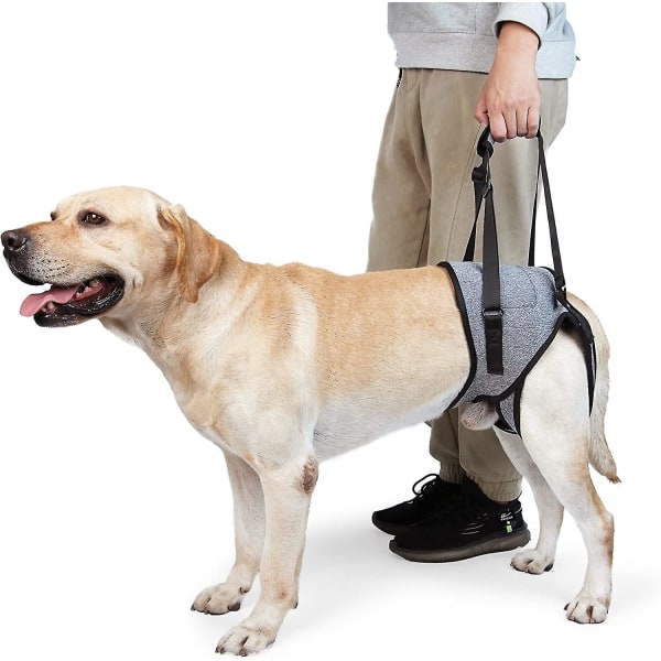Hundeslynge til store hunde Bagbensstøtte for at hjælpe med at rehabilitere baglemmerne hos ældre hunde med svage bagbenshandicap（S）