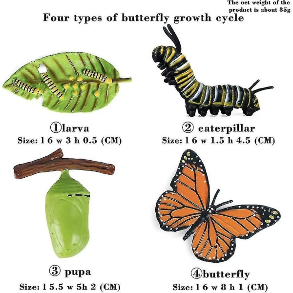 Insektmodel Sommerfugl Growth Cycle Series Ornament Videnskabeligt og pædagogisk kognitivt legetøj
