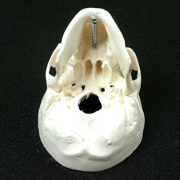 Ihmisen anatomian malli Lääketieteen kallo Ihmisen anatomian anatomia Pää Anatomian opiskelu Opetusvälineet Kallon malli wNy