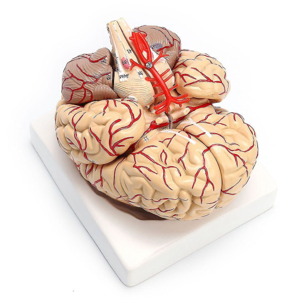 1: 1 Naturlig storlek Human Anatomical Brain Pro Dissektionsorgan Undervisningsmodell（Fotofärg）