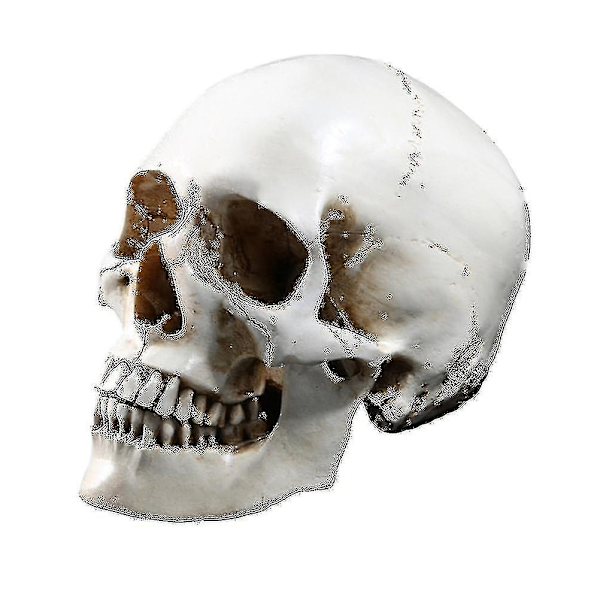 Livsstørrelse 1:1 Menneske kraniemodel Replika Resin Medicinsk Anatomisk Tracing