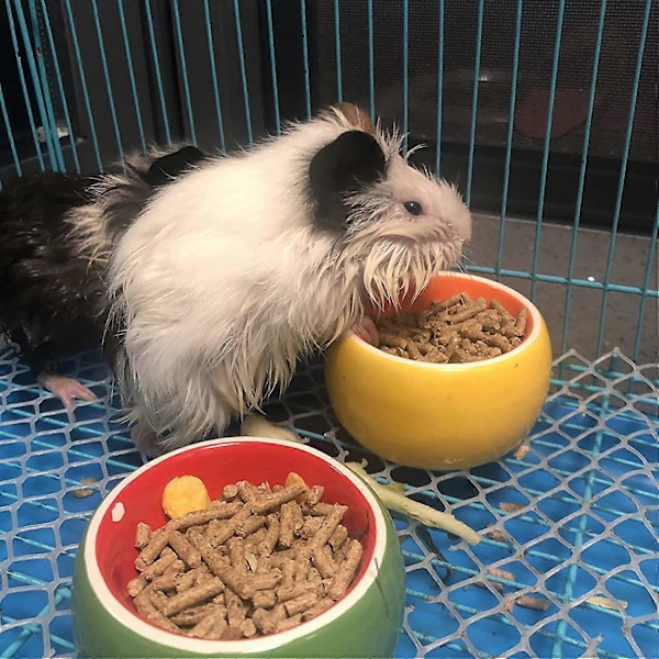 Hamstermatskål i Keramik - Kaninmatskål och Vattenkopp för Kanin Marsvin Gerbil Iller Syrisk Hamster Chinchilla (2-pack) 2-pack -