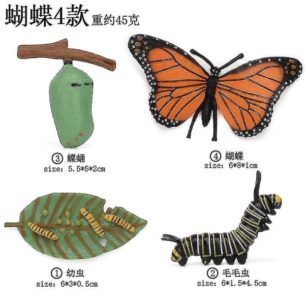 Insektsmodell Fjärilstillväxtcykelserie Prydnad Vetenskapliga och pedagogiska kognitiva leksaker