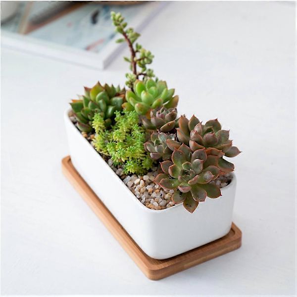 1 set avlång blomkruka i keramik med bambu-bricka, kruka för suckulenter, trädgårdsbonsai, blomkruka, vit (1 st blomkruka, 1 st bambu-bricka)