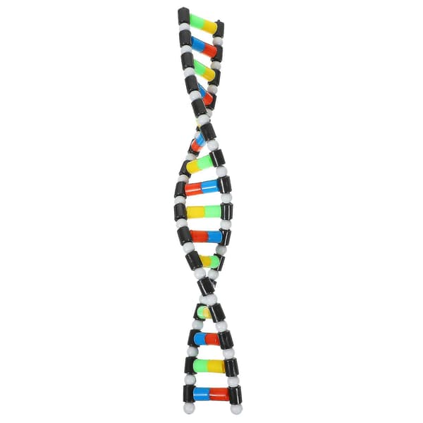 Lasten Tylonal Science Educational Teaching Instrument Toy Dna Molecule Model Science Dna Model Dna Model Teaching