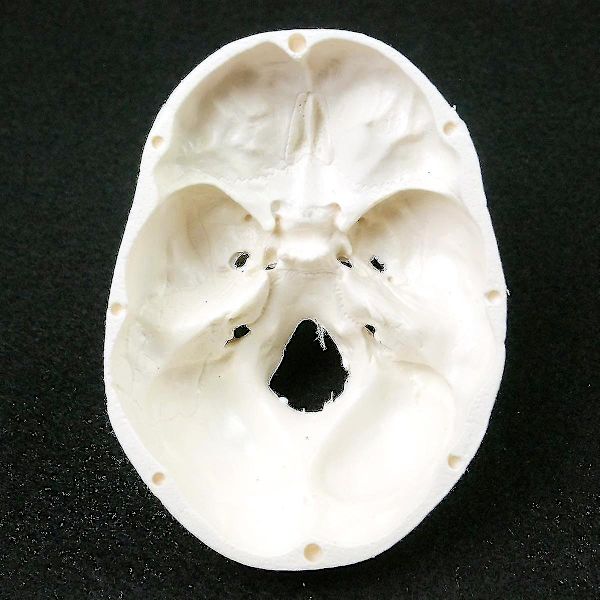 Ihmisen anatomian malli Lääketieteen kallo Ihmisen anatomian anatomia Pää Anatomian opiskelu Opetusvälineet Kallon malli wNy