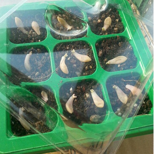 Sajy 9-hullers plantefrø vokser kasse Planteskole Frøplantestarter Havegårdsbakke Varm