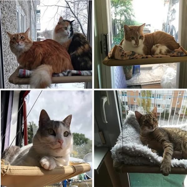 Fönsterhängmatta för katt - Husdjursbädd - Blå