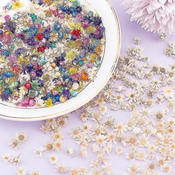200 stk tørkede blomster for å lage epoksyharpiks stearinlys smykker glassfyll Shytmv（100 stk，flerfarget）