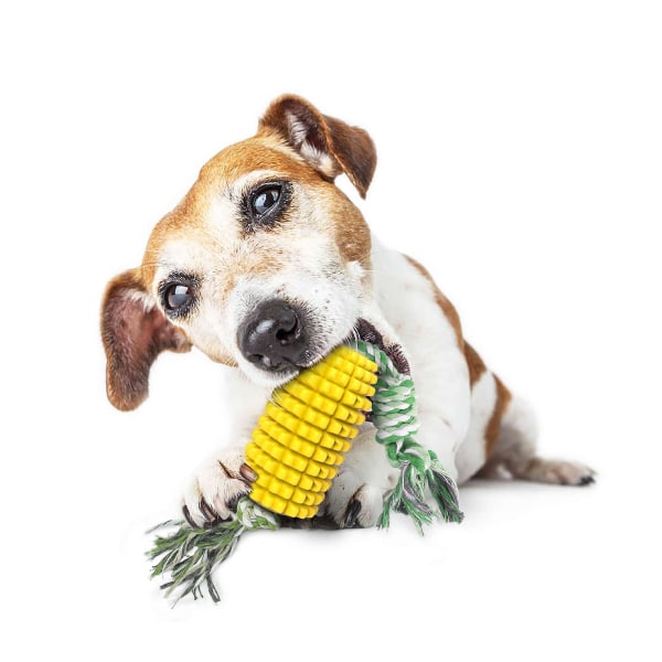 Koira pureskelee leluja Hammasharja puhdistaa hampaat Interaktiiviset maissilelut
