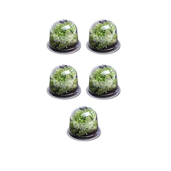 Salad Bell X5 Växthus för Växter