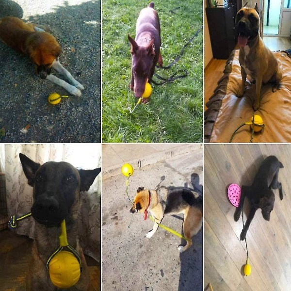 Koiran pallo, koiran purupallo köydellä, koiran interaktiivinen pallonheitin lemmikkileikkiharjoituksiin, pallon halkaisija 7 cm