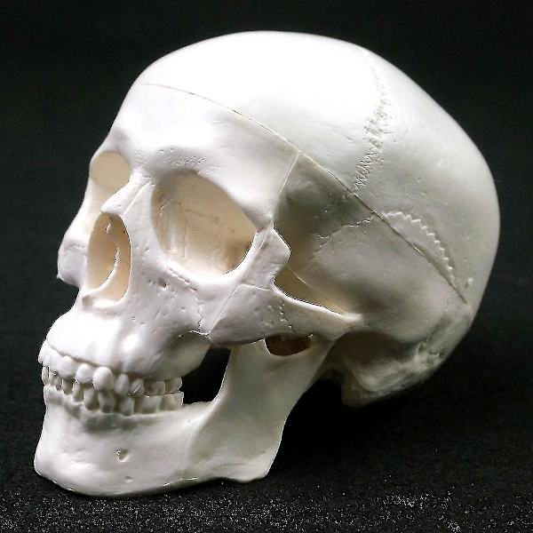 Ihmisen anatomian malli Lääketieteen kallo Ihmisen anatomian anatomia Pää Anatomian opiskelu Opetusvälineet Kallon malli wNy