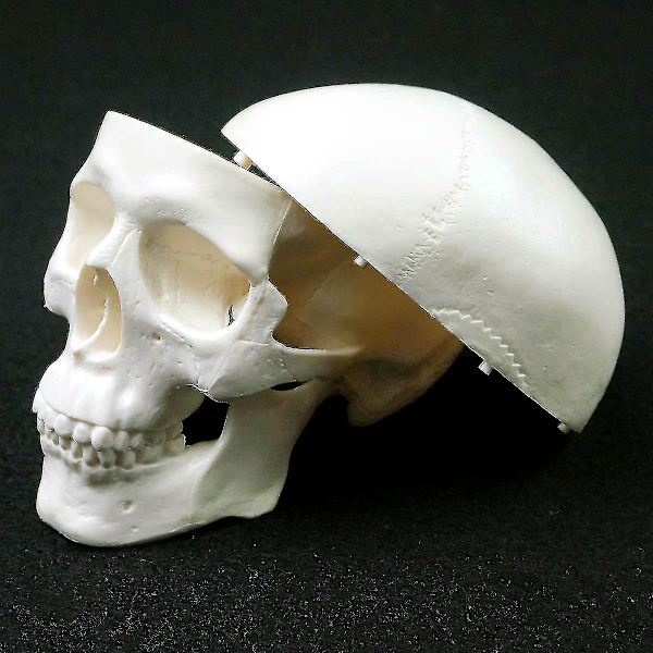 Ihmisen anatomian malli Lääketieteen kallo Ihmisen anatomian anatomia Pää Anatomian opiskelu Opetusvälineet Kallon malli wNy