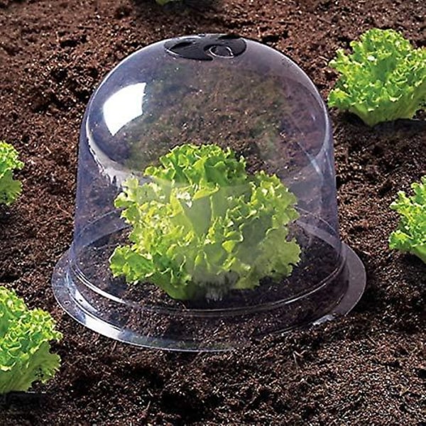 Salad Bell X5 Växthus för Växter