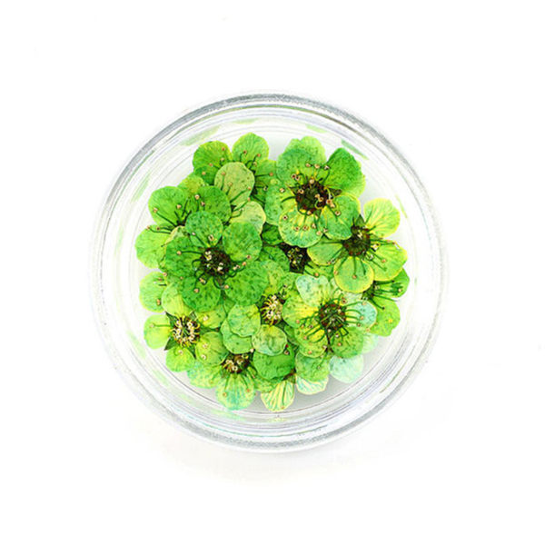 20 st 8 mm spetspressade blommor Torkade blommor Epoxiharts Nail Art präglade smycken green