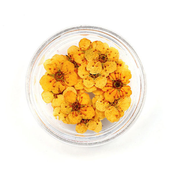 20 st 8 mm spetspressade blommor Torkade blommor Epoxiharts Nail Art präglade smycken orange