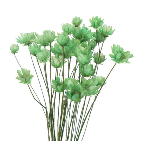 30 st torkad blomma brasiliansk liten stjärna blomma Gypsophila krysantemum konstdekor DIY green