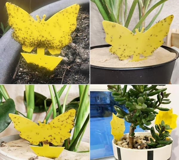 60-pack Fluefangere - Fluefælde - Sød og effektiv BLOMMA