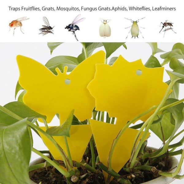 100-pakning Fluefangere - Fluefelle - Søt og effektiv Yellow