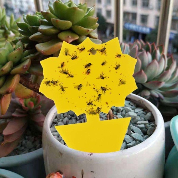100-pakning Fluefangere - Fluefelle - Søt og effektiv Yellow
