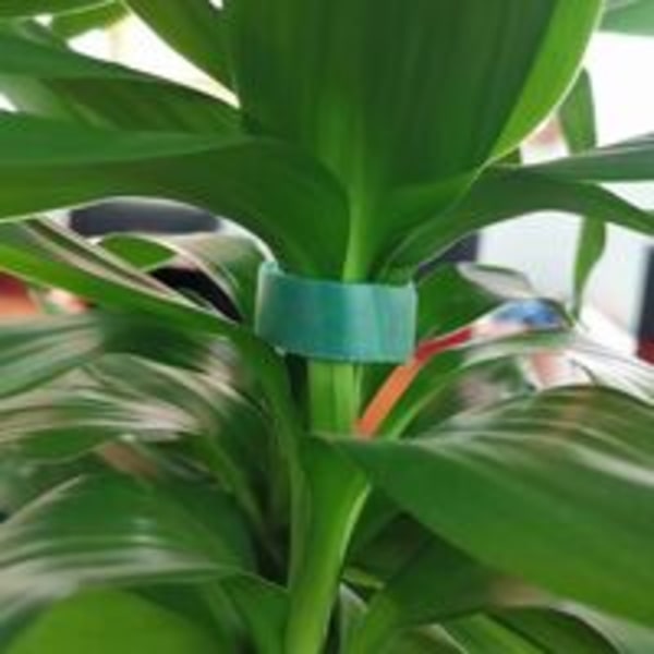 Pakke med 2 hageplantebånd, ruller med gjenbrukbar nylontape for klatreplanter - 10 mm x 5 m - grønn